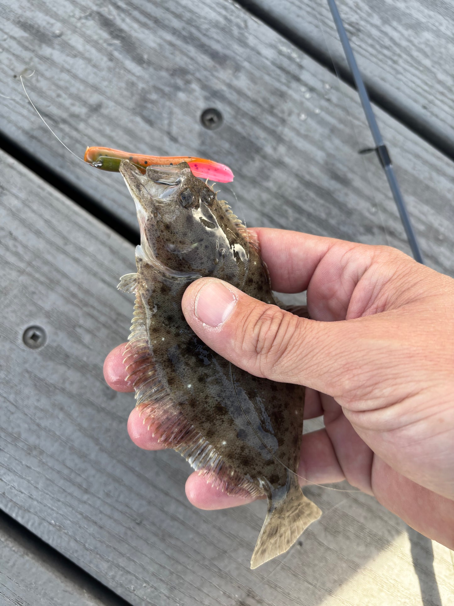 6pk Rainbow Trout Slug